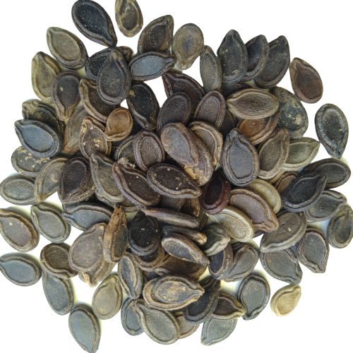 Tinda Seed