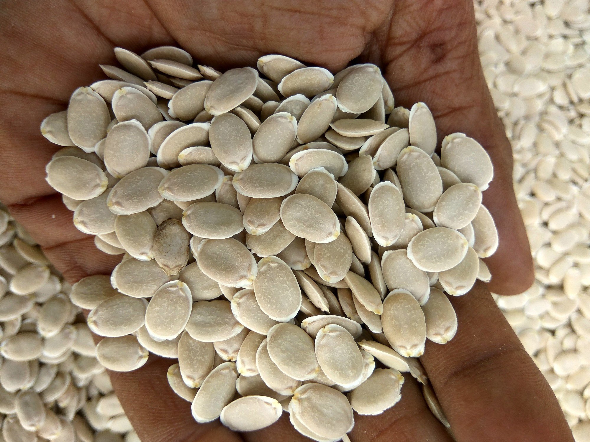 White Spongi Seed